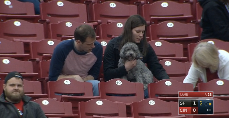 Illustration for article titled Six Good Dogs At The Reds Game